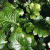 Acanthus 'Summer Beauty' - Image 2