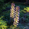 Acanthus 'Summer Beauty'