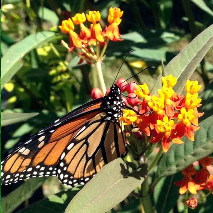 Asclepias curassavica