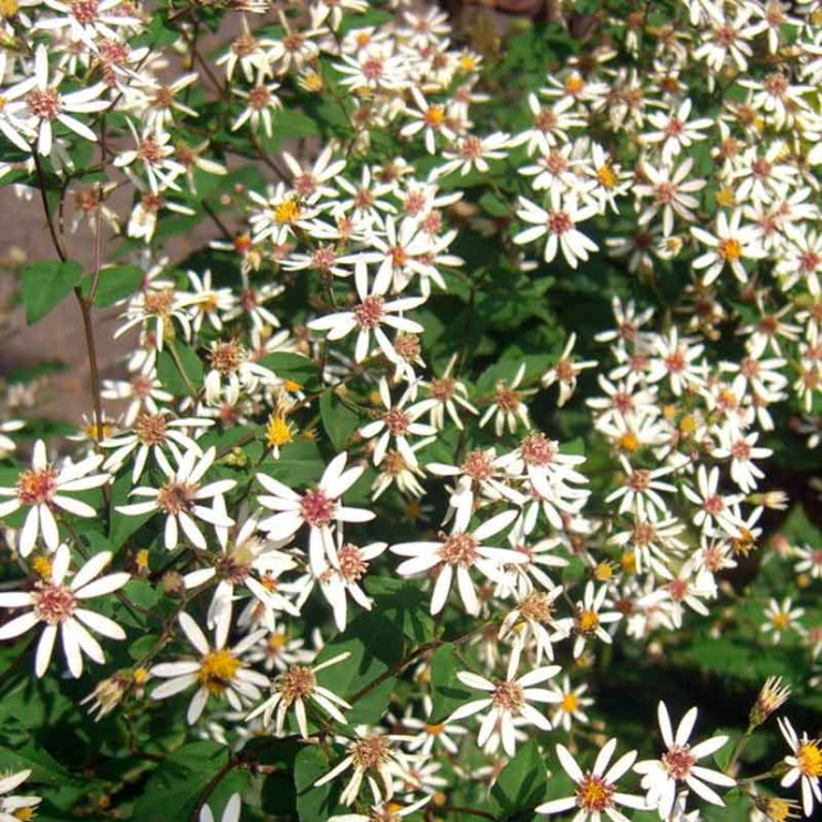 Eurybia divaricatus | Putnam Hill Nursery