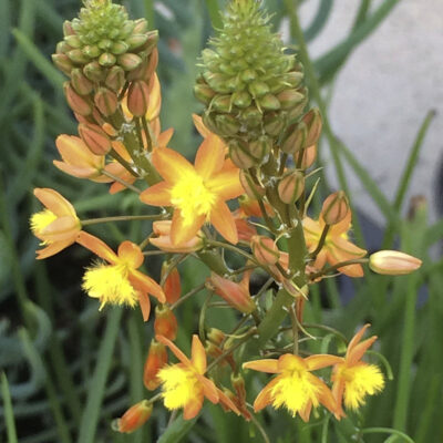 Bulbine frutescens