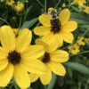 Coreopsis tripteris 'Gold Standard'