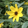 Coreopsis tripteris 'Gold Standard' - Image 2