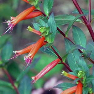 Cuphea ‘David Verity’ | Putnam Hill Nursery