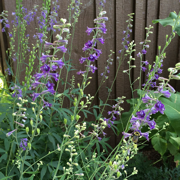 Delphinium exaltatum | Harford County Maryland Plant Nursery