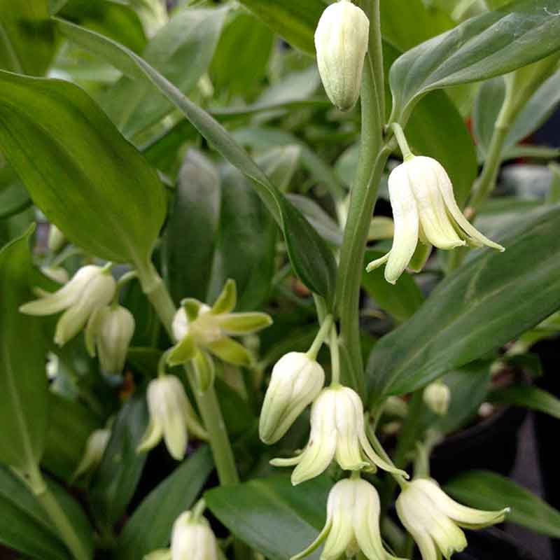 Hope for a Cure - Light Green Ribbon Celiac Disease - Flowers Paw Prin -  Davson Sales