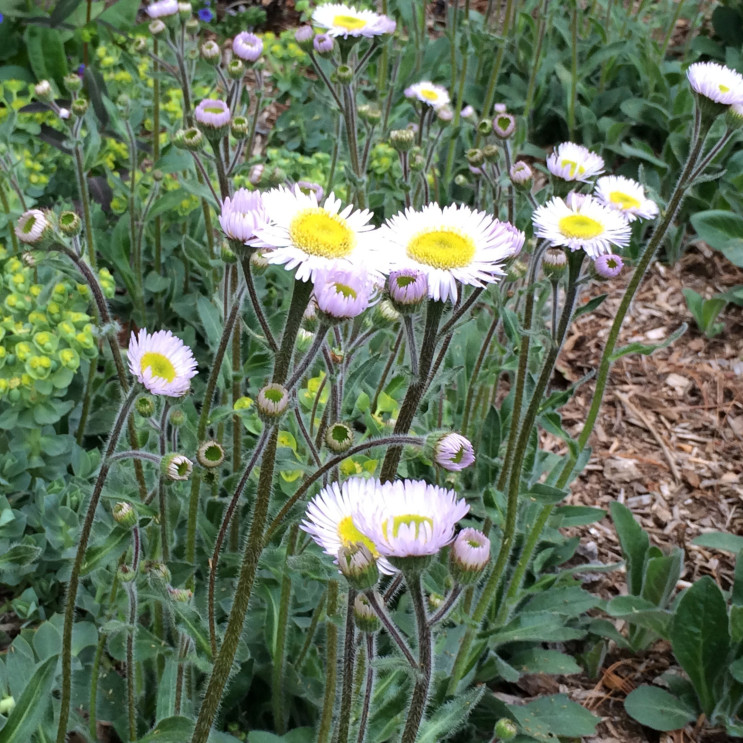 Erigeron pulchellus 'Lynnhaven Carpet'