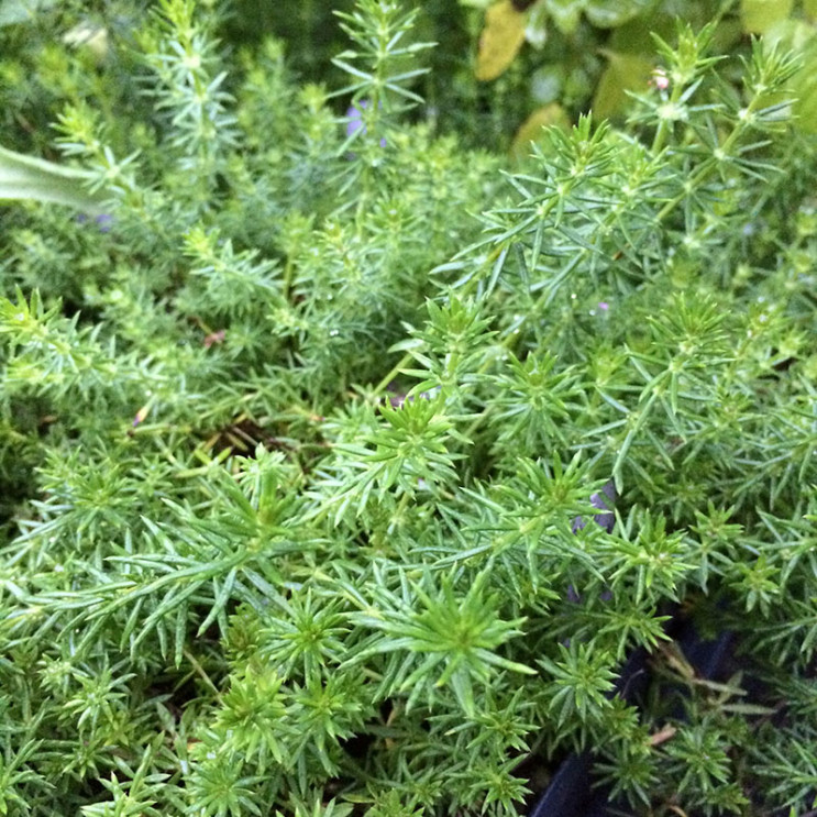 Lady's Bedstraw