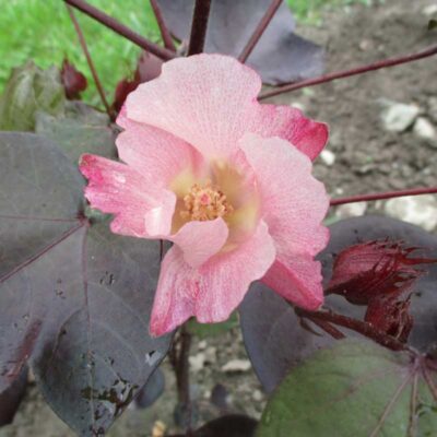 Cotton, Red Foliated