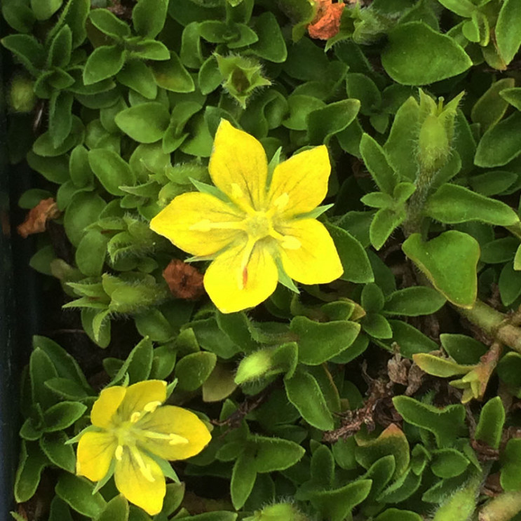 Lysimachia japonica var. minutissima