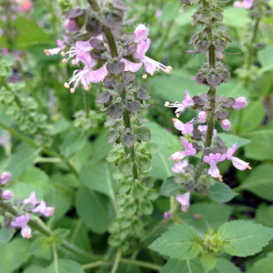 Holy Basil/Tulsi | Putnam Hill Nursery