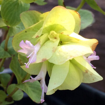 Origanum rotundifolium ‘Kent Beauty’