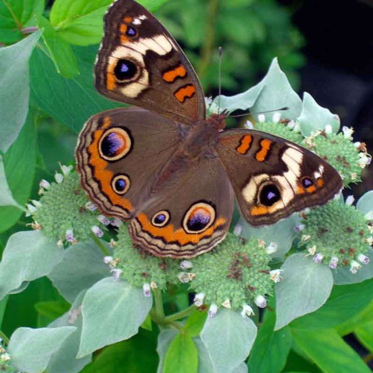 Pycnanthemum muticum