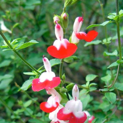 Salvia microphylla 'Hot Lips'