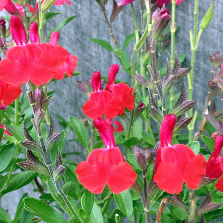 Salvia microphylla 'Red Patio'