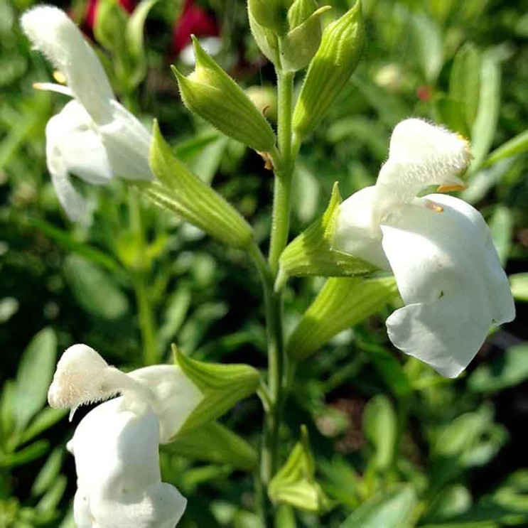 Salvia greggii 'Texas Wedding'