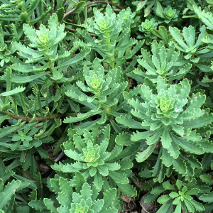 Sedum sichotense | Putnam Hill Nursery