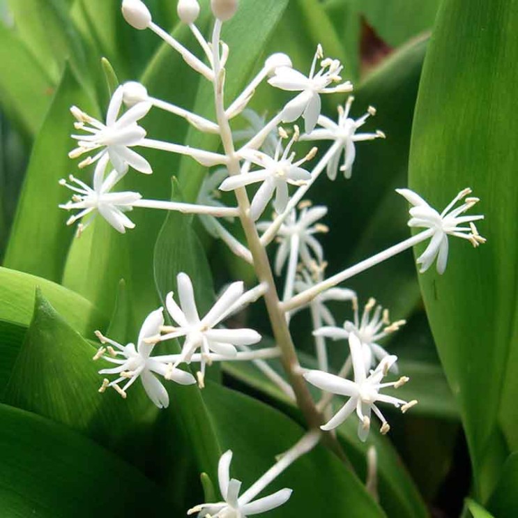 Speirantha convallarioides