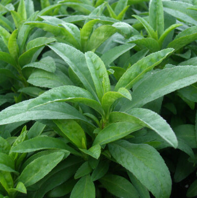 Herbs