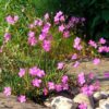 Phemeranthus calycinus (Talinum calycinum)