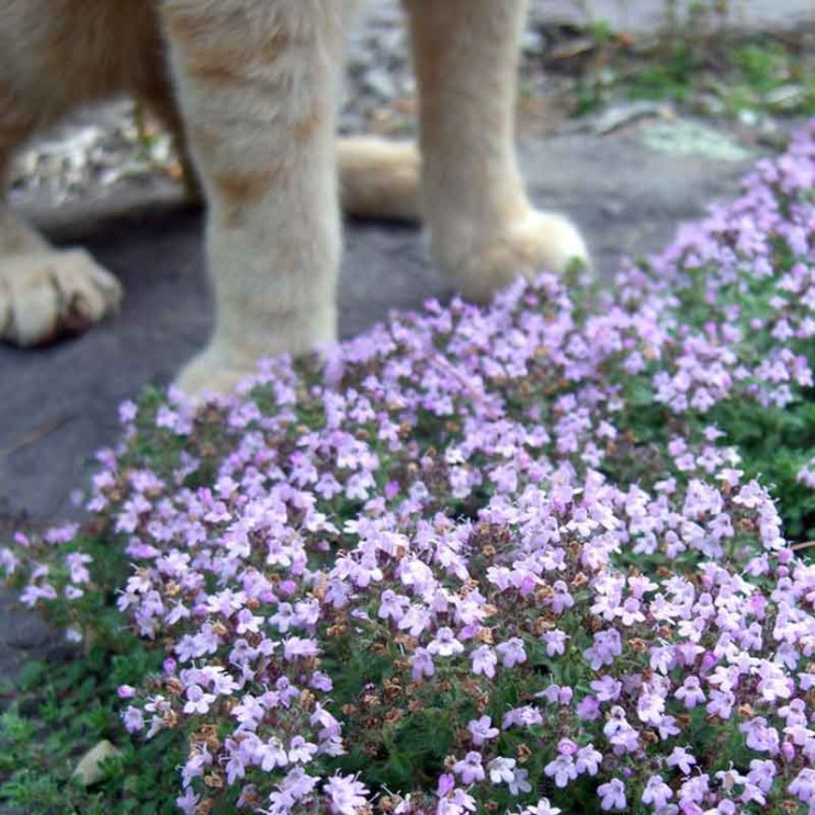 Тимьян ложнопушистый Thymus