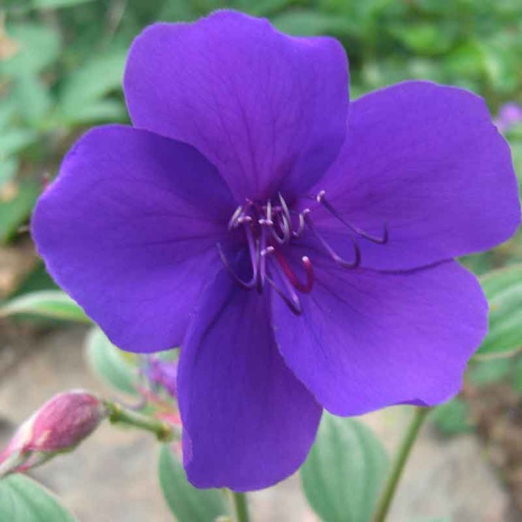 Tibouchina urvilleana