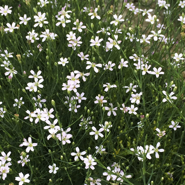 Tunica saxifraga