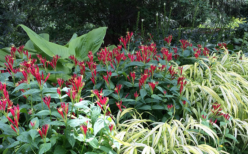 Indian Pink Spigelia Marilindica Putnam Hill Nursery