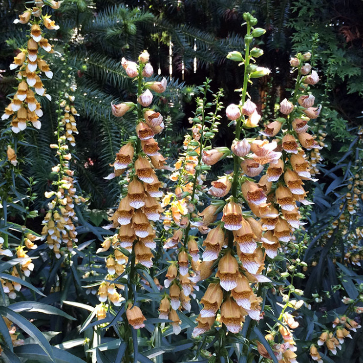 Digitalis laevigata Seeds