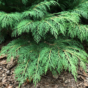 Woody Plants
