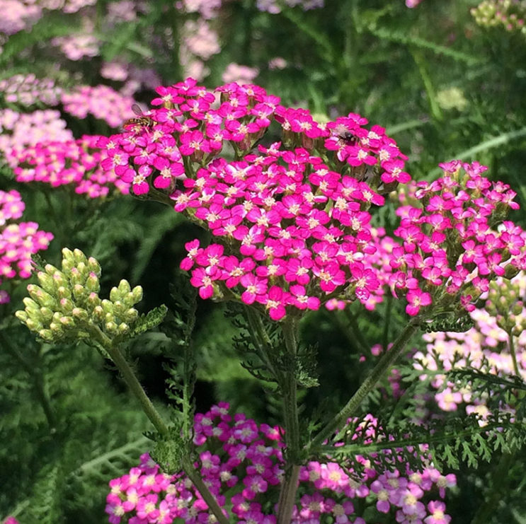 Achillea millefolium 'Oertel's Rose'