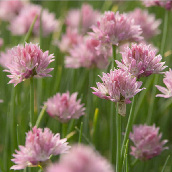 Allium schoenoprasum 'Forescate'