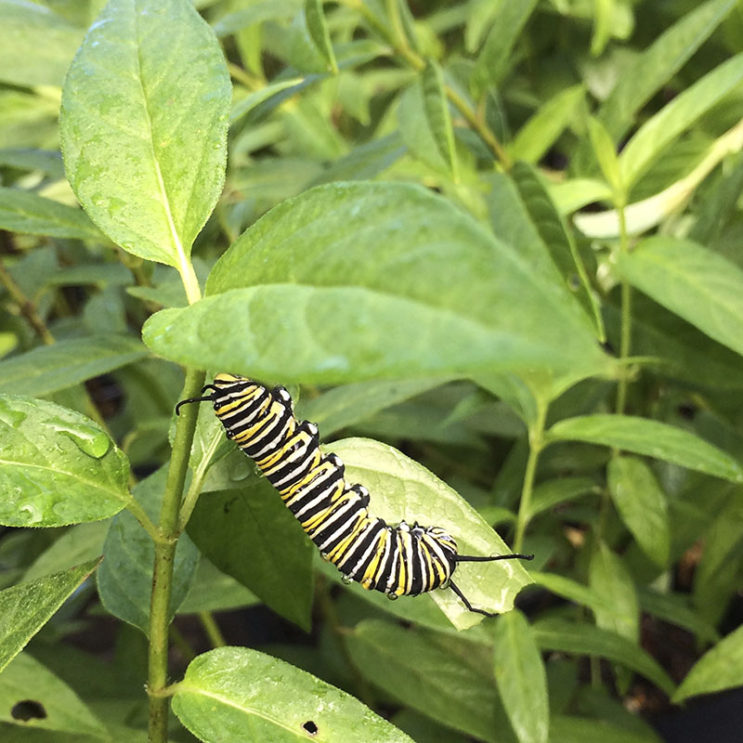 Asclepias incarnata - Image 2