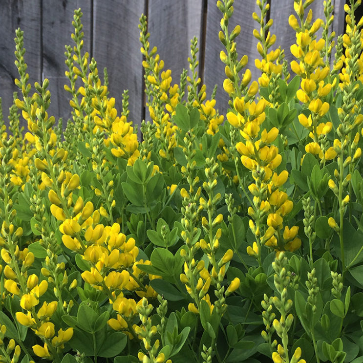 Baptisia sphaerocarpa