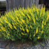 Baptisia sphaerocarpa - Image 2