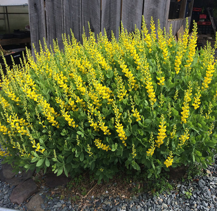 Baptisia sphaerocarpa - Image 2