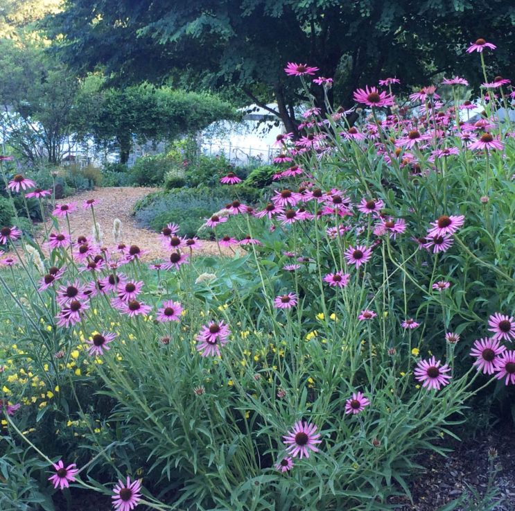 Echinacea tennesseensis 'Rocky Top' - Image 2