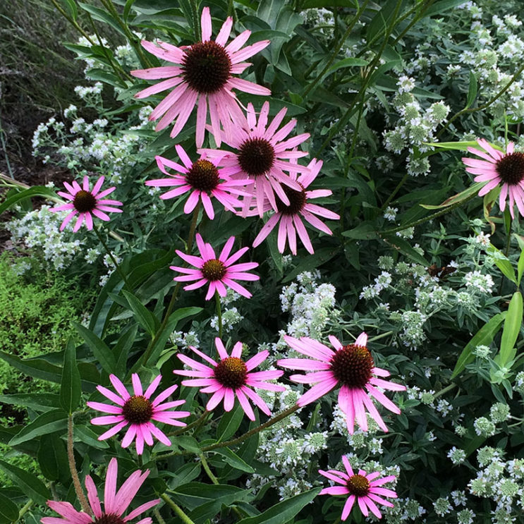 Echinacea tennesseensis 'Rocky Top'