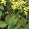 Epimedium pinnatum ssp. colchicum - Image 2