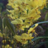 Epimedium pinnatum ssp. colchicum