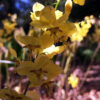 Epimedium pinnatum ssp. colchicum - Image 3