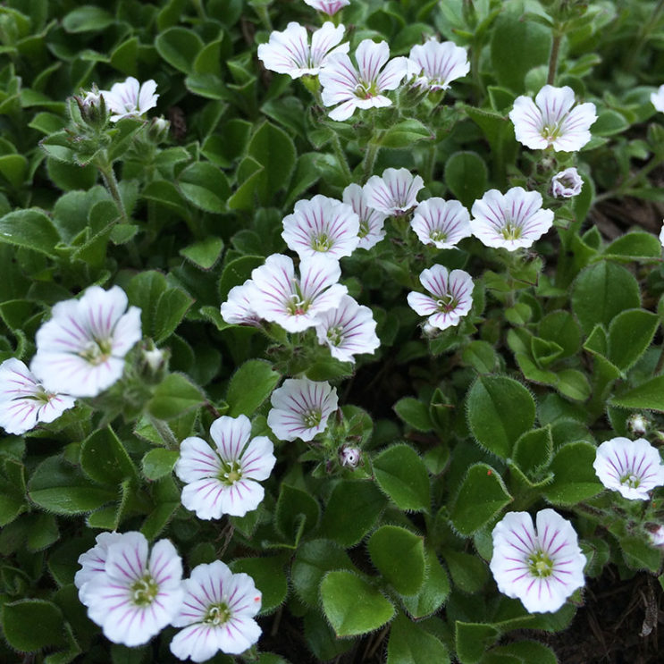 Gypsophila cerastoides