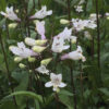 Penstemon digitalis Seeds