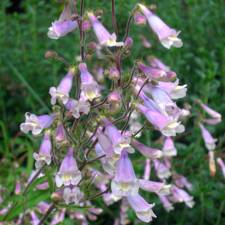 Penstemon Hirsutus ‘pygmaeus’ 