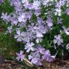 Phlox subulata 'Emerald Blue'