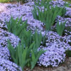 Phlox subulata 'Emerald Blue' - Image 2