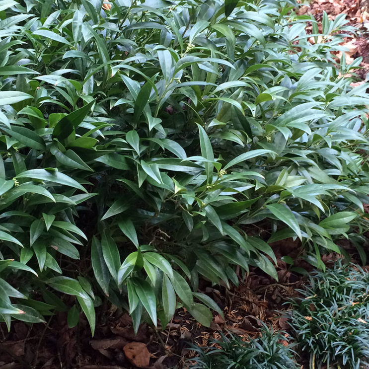 Sarcococca hookeriana