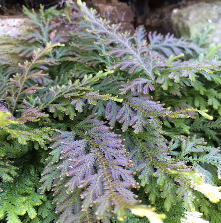 Selaginella moellendorffii