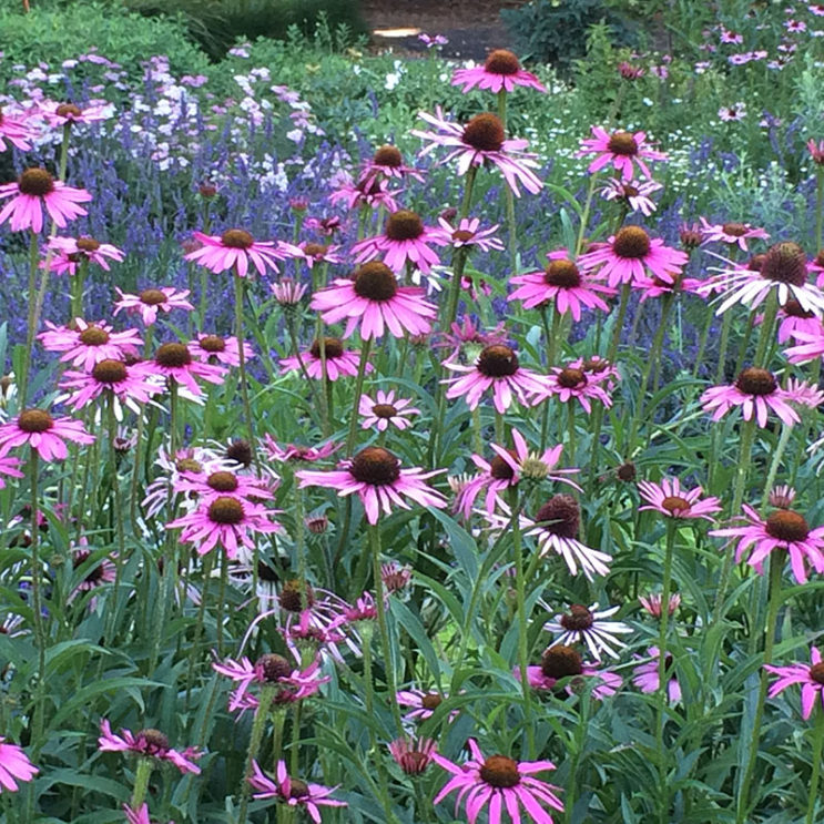 Echinacea tennesseensis 'Rocky Top' - Image 3