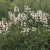 Penstemon digitalis Seeds - Image 2